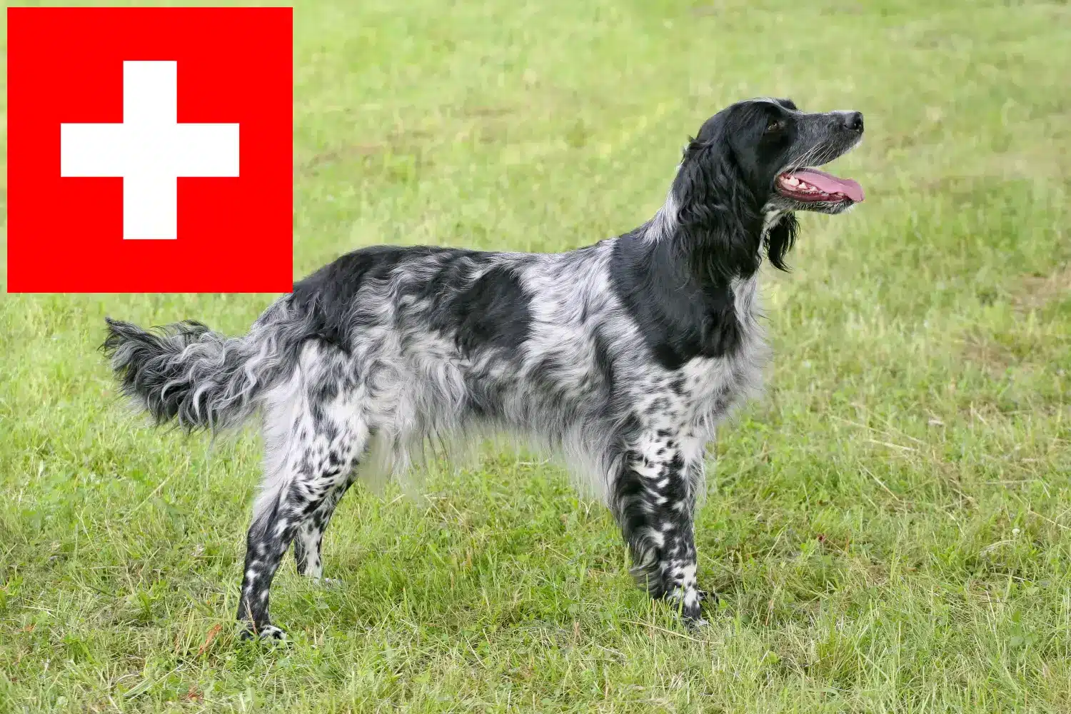 Duży Münsterländer szczenięta i hodowcy Szwajcaria Tutaj znajdziesz hodowców rasy Wielki Münsterland w Szwajcaria.