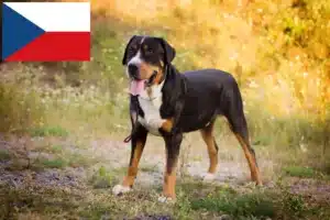 Read more about the article Hodowca i szczenięta dużego szwajcarskiego psa górskiego w Czechach