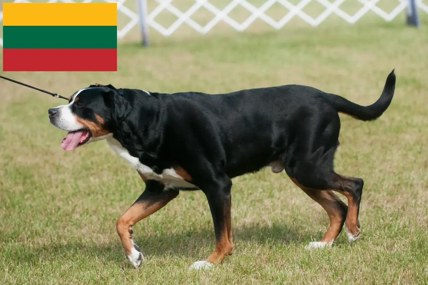Wielki szwajcarski pies pasterski szczenięta i hodowca Litwa Znajdź hodowców rasy Wielki szwajcarski pies pasterski w Litwa.