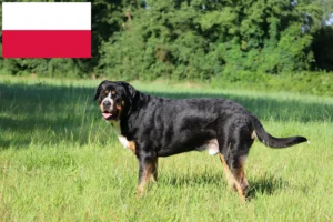 Read more about the article Wielki szwajcarski pies pasterski hodowca i szczenięta w Polska