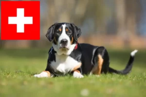 Read more about the article Hodowca dużych szwajcarskich psów górskich i szczeniąt w Szwajcarii