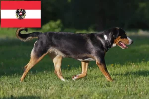 Read more about the article Hodowca dużych szwajcarskich psów górskich i szczeniąt w Austrii