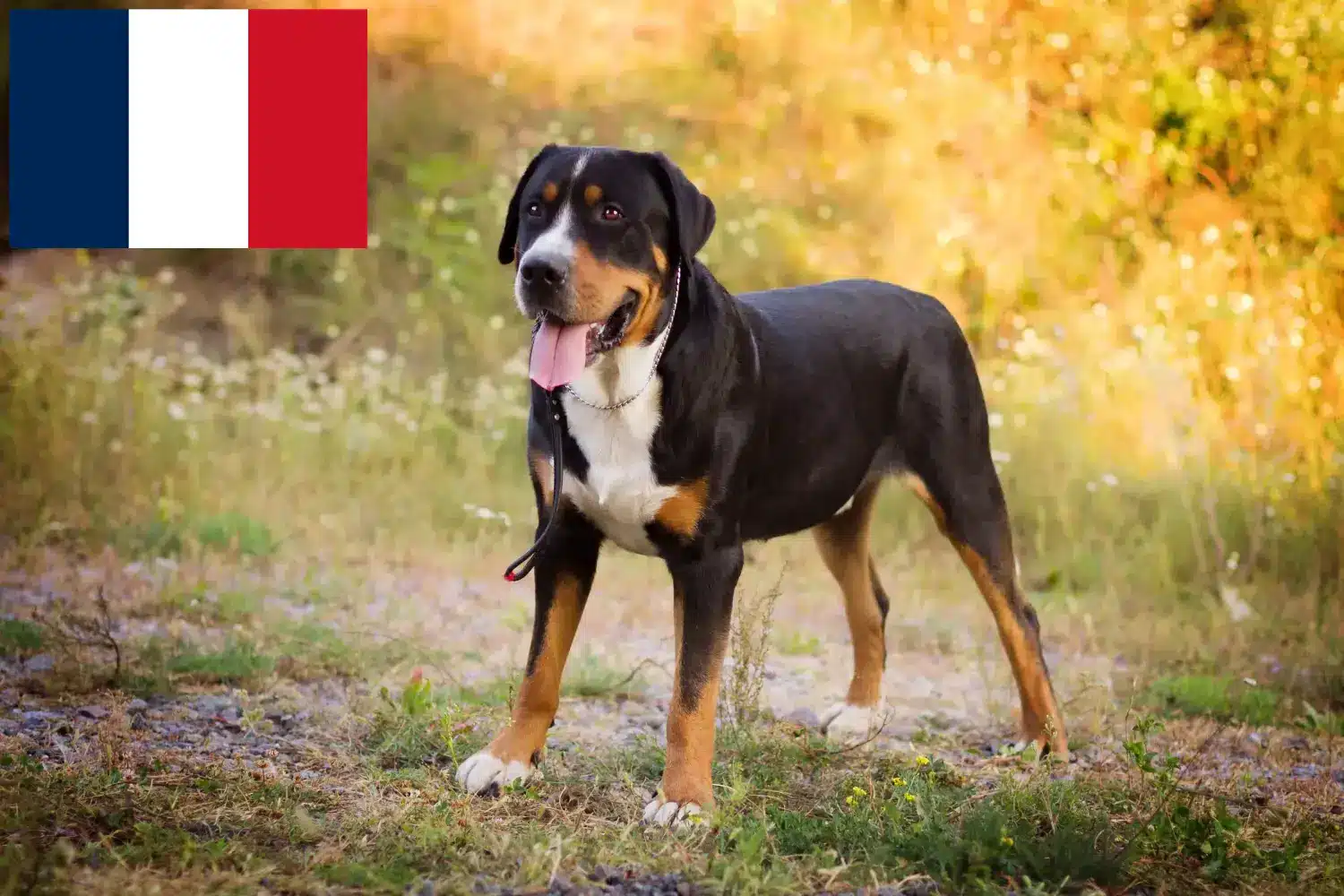 Wielki szwajcarski pies pasterski szczenięta i hodowca Francja Tutaj znajdziesz hodowców rasy Wielki szwajcarski pies pasterski w Francja.