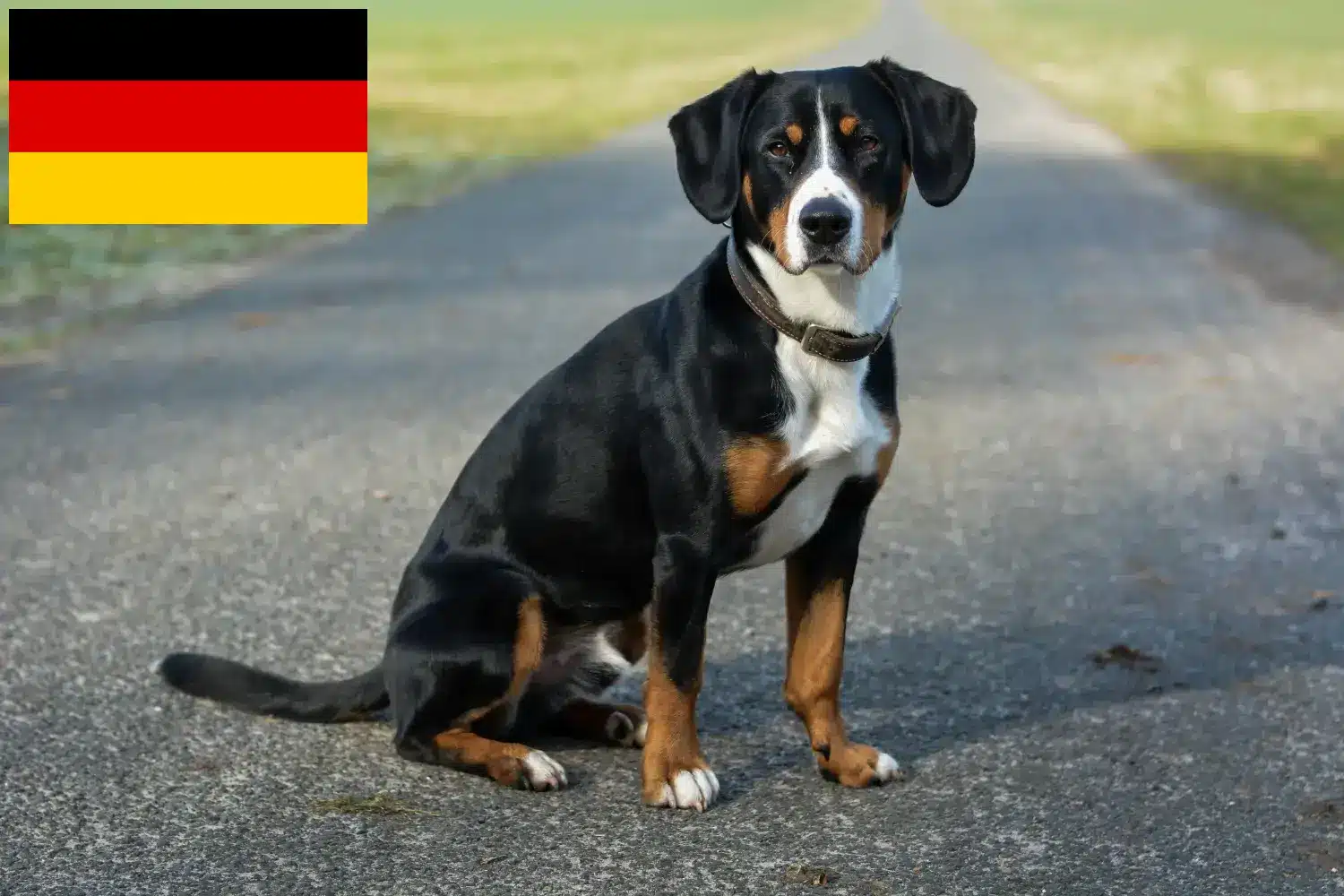 Entlebucher pies pasterski szczenięta i hodowcy Niemcy Tutaj znajdziesz hodowców Entlebucher Mountain Dog w Niemcy.