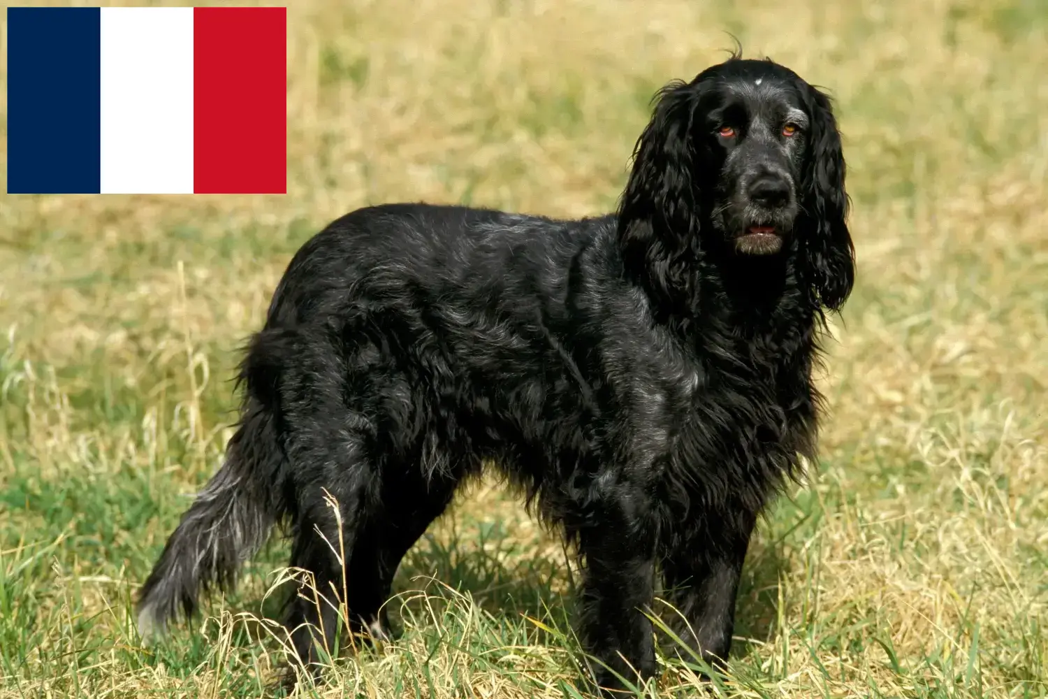 Epagneul Bleu de Picardie szczenięta i hodowcy Francja Tutaj znajdziesz hodowców rasy Epagneul Bleu de Picardies w Francja.