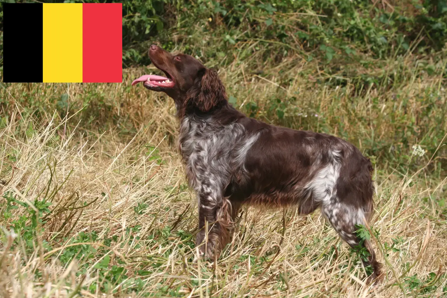 Epagneul Bretońskie szczenięta i hodowcy Belgia Tutaj znajdziesz hodowców Epagneul Bretons w Belgia.