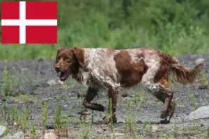 Read more about the article Epagneul bretoński hodowcy i szczenięta w Dania