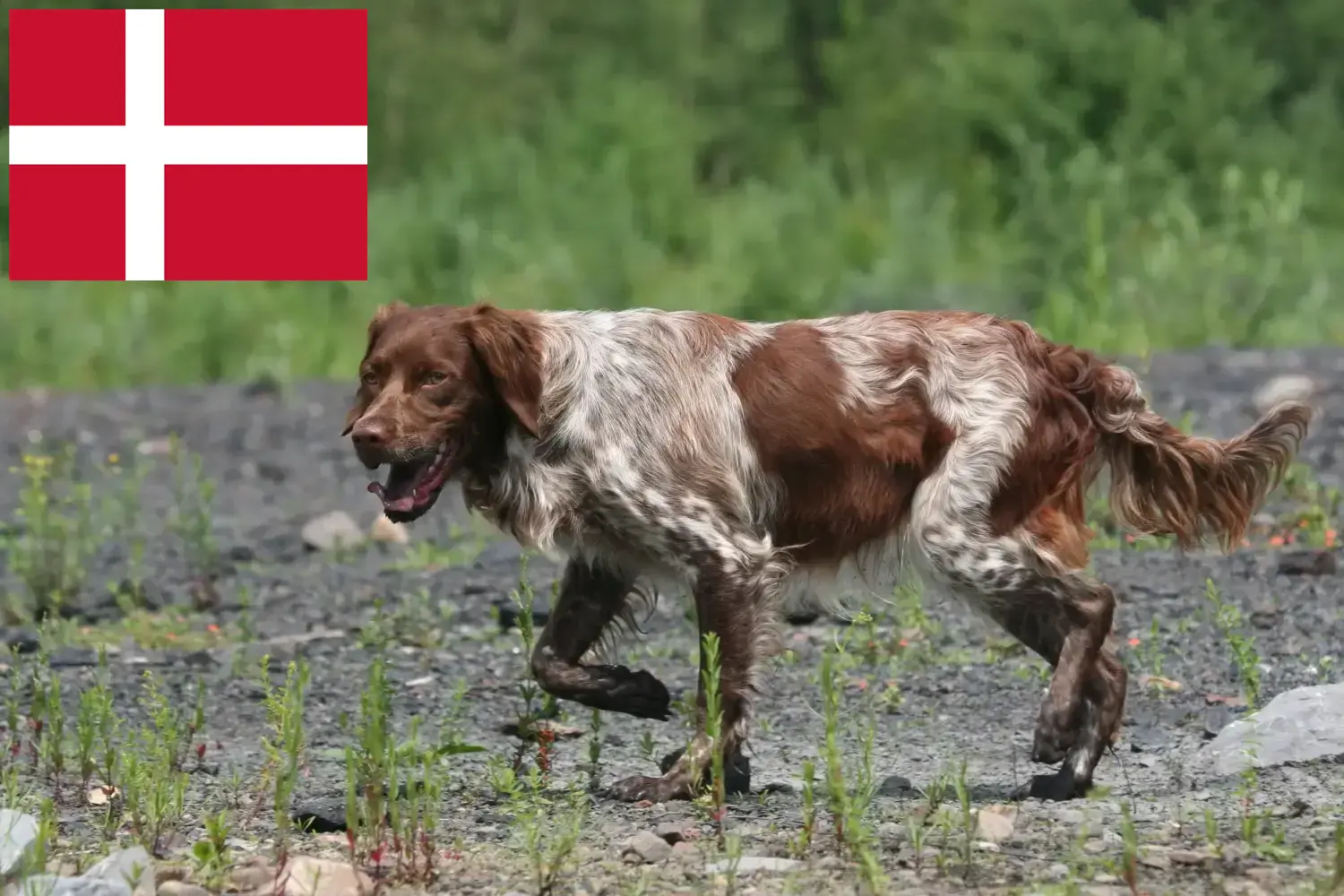 Epagneul Bretońskie szczenięta i hodowcy Dania Znajdź hodowców Epagneul Bretons w Dania.