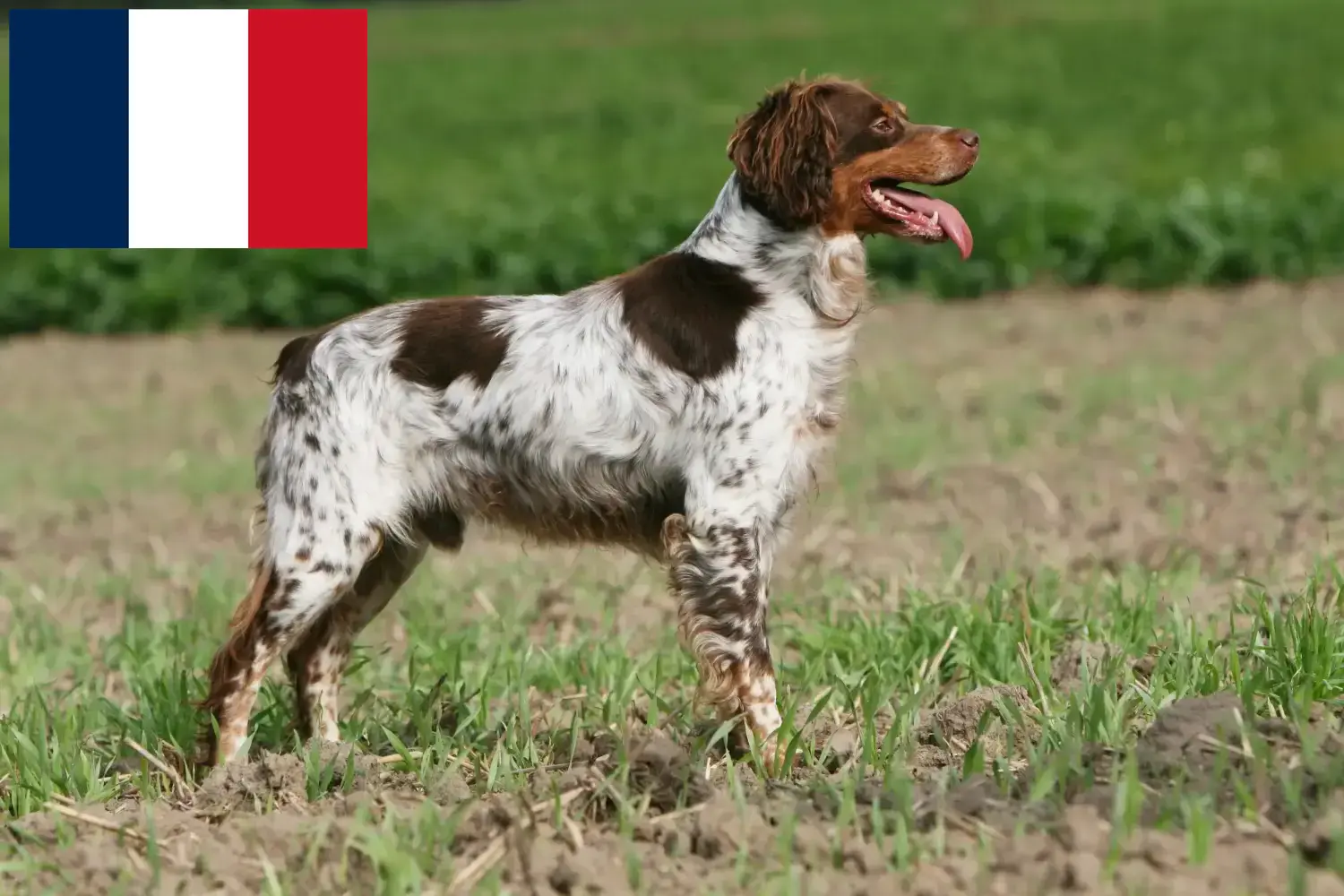 Epagneul Bretońskie szczenięta i hodowcy Francja Tutaj znajdziesz hodowców rasy Epagneul bretoński w Francja.