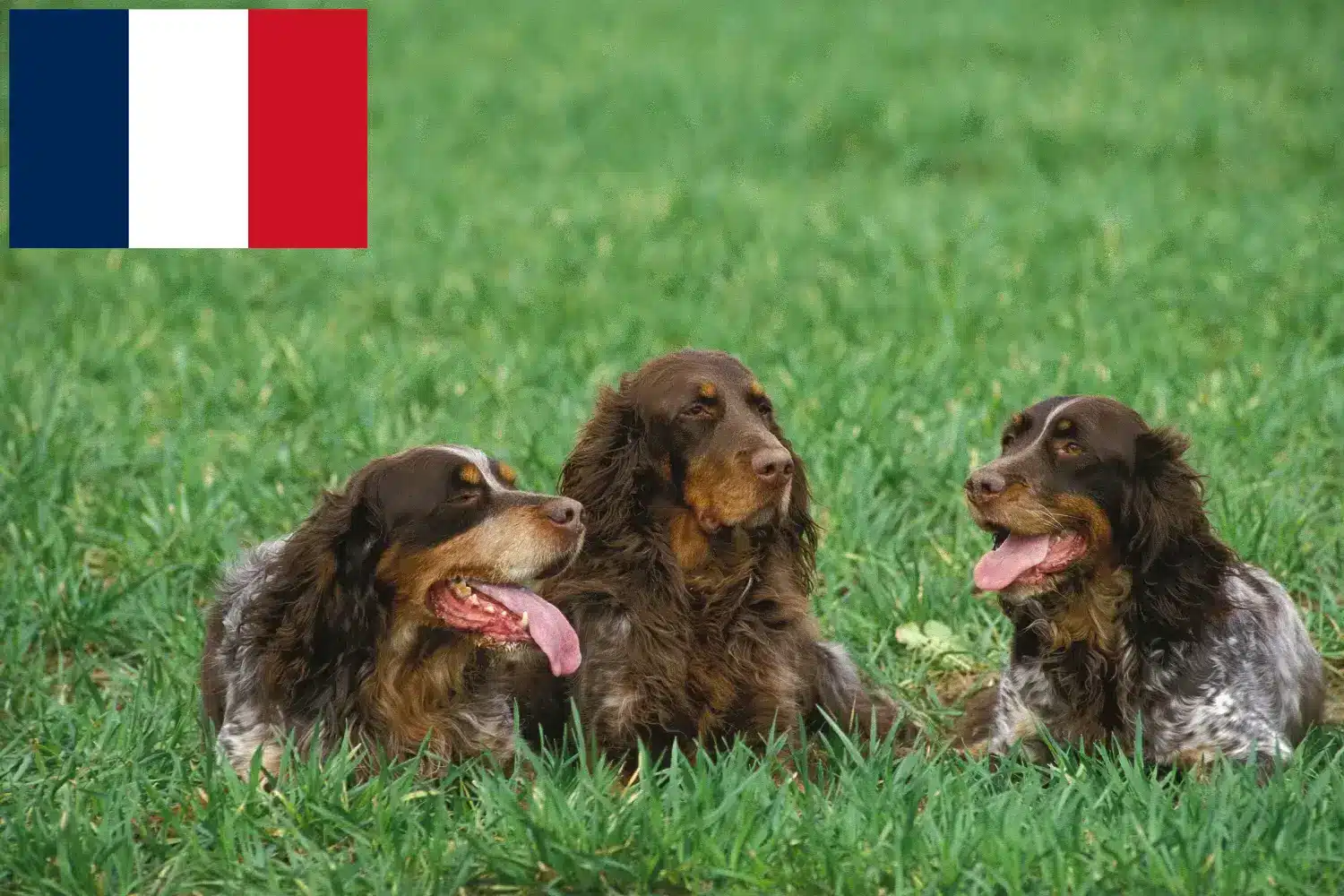 Épagneul Picard szczenięta i hodowcy Francja Tutaj można znaleźć hodowców Épagneul Picards w Francja.