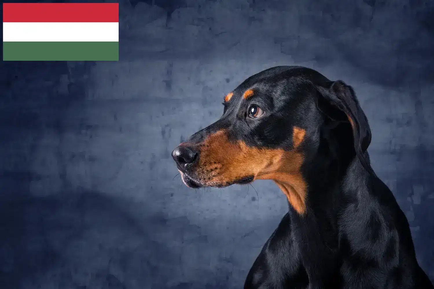 Read more about the article Erdélyi Kopó hodowcy i szczenięta w Węgry