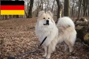 Read more about the article Hodowcy i szczenięta Eurasier w Niemcy