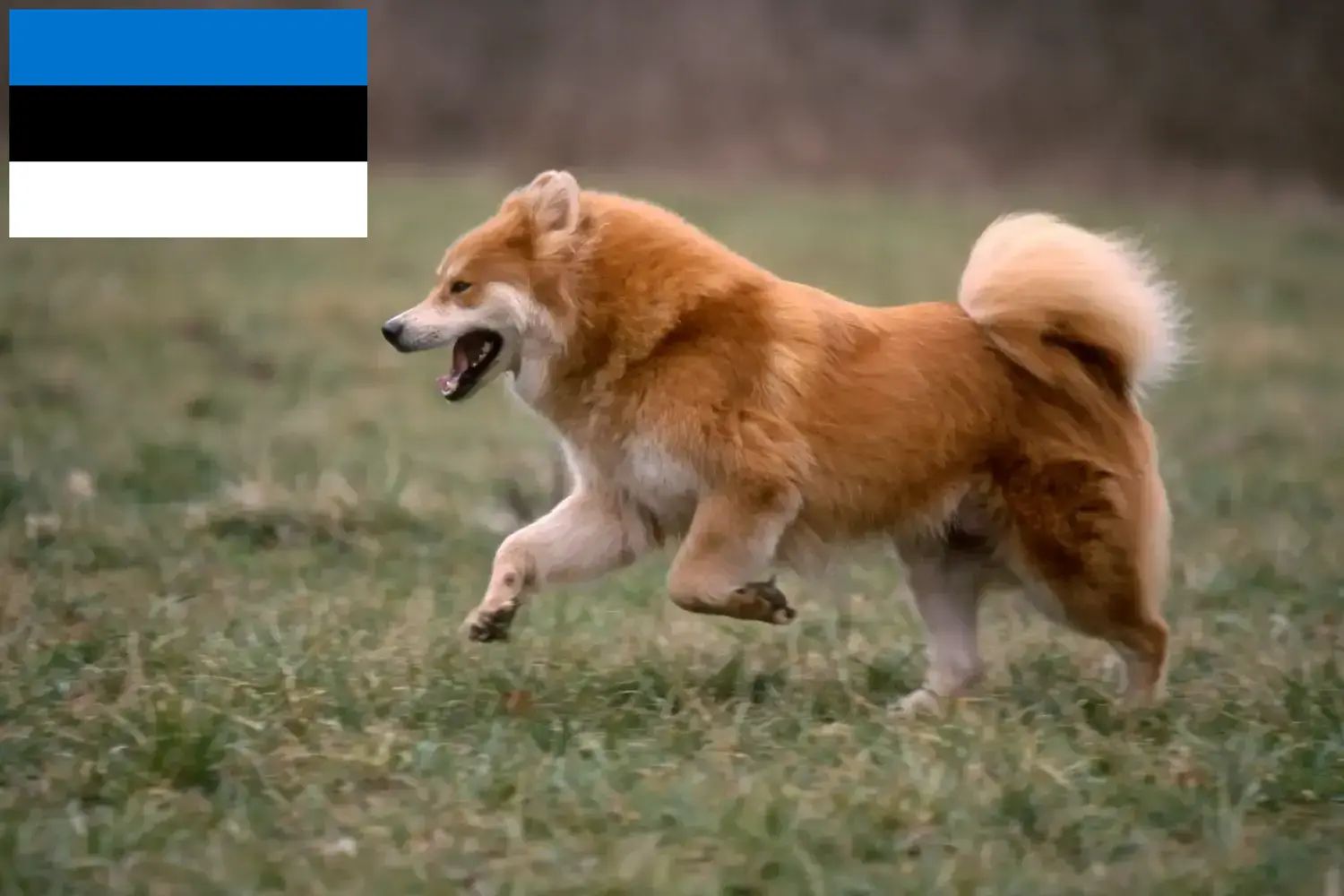 Eurasier szczenięta i hodowcy Estonia Znajdź hodowców Eurasier w Estonia tutaj.