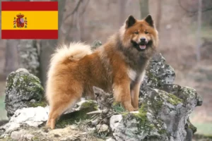 Read more about the article Hodowcy i szczenięta Eurasier w Hiszpania