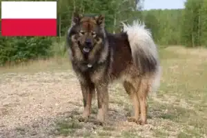 Read more about the article Hodowcy i szczenięta Eurasier w Polska