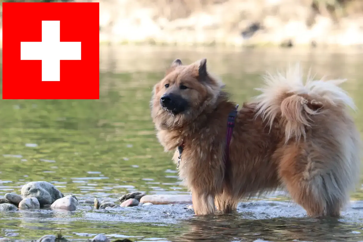 Eurasier szczenięta i hodowcy Szwajcaria Tutaj znajdziesz hodowców rasy Eurasier w Szwajcaria.