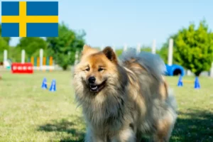 Read more about the article Hodowcy i szczenięta Eurasier w Szwecja