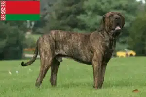Read more about the article Fila Brasileiro hodowcy i szczenięta w Białoruś