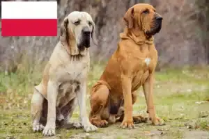 Read more about the article Fila Brasileiro hodowcy i szczenięta w Polska