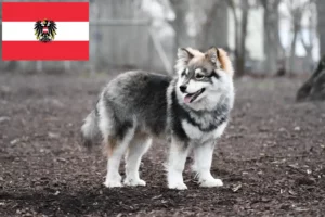 Read more about the article Hodowcy i szczenięta Lapphund fiński w Austria