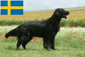 Read more about the article Hodowcy i szczenięta Flat Coated Retriever w Szwecja
