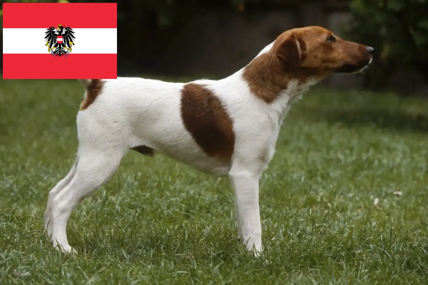 Fox terrier szczenięta i hodowcy Austria Tutaj znajdziesz hodowców rasy Fox terrier w Austria.