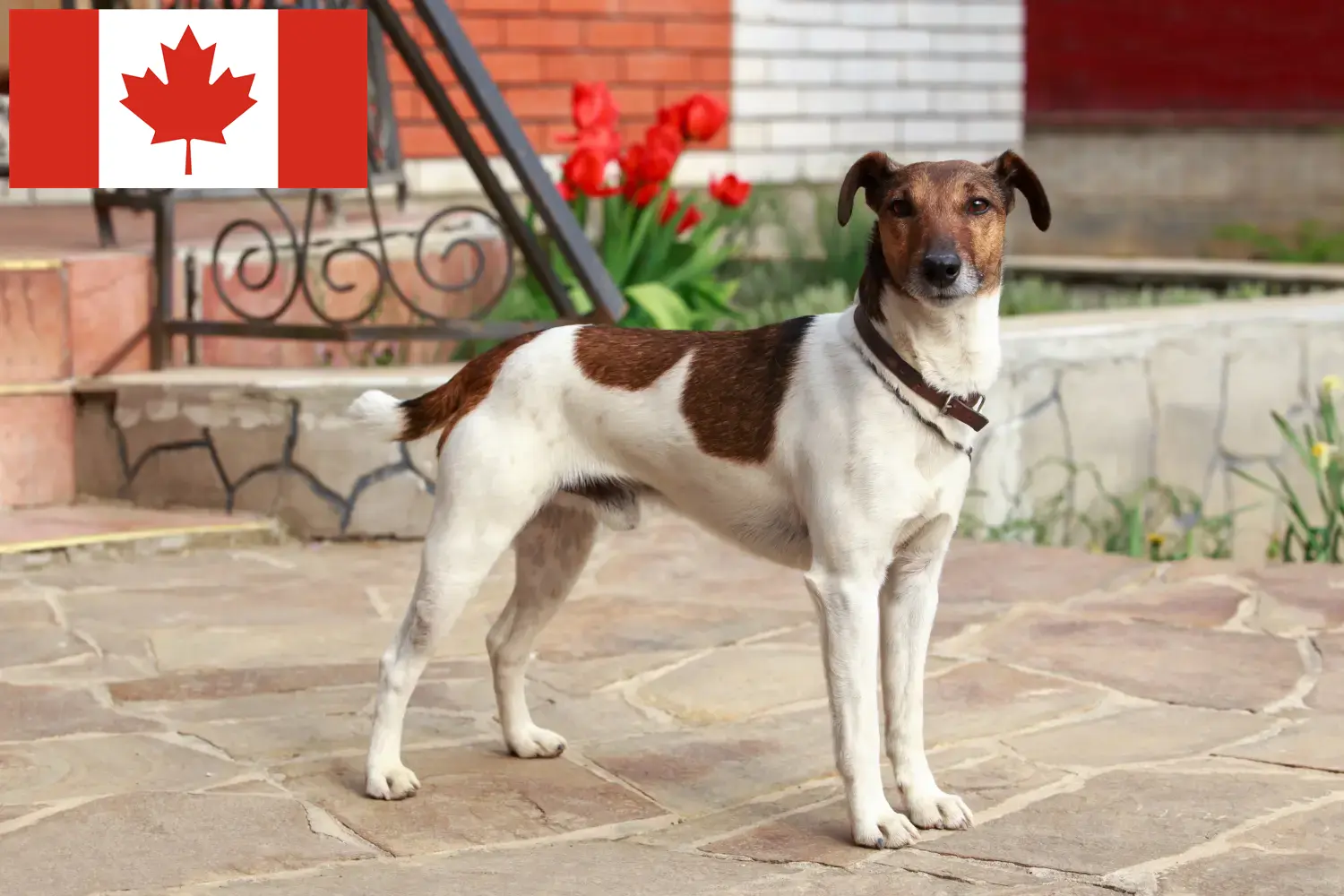 Szczenięta fox terrier i hodowca Kanada Znajdź hodowców fox terrierów w Kanada tutaj.