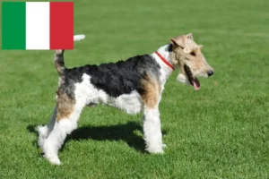 Read more about the article Hodowcy i szczenięta fox terrier w Włochy