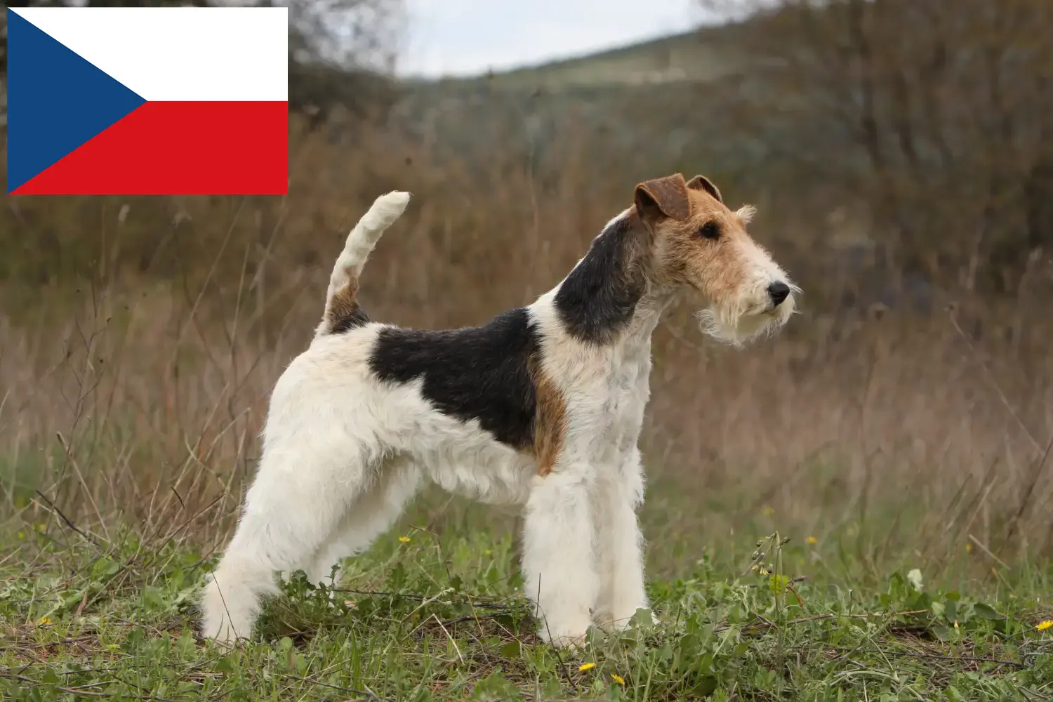 Fox terrier szczenięta i hodowcy Czechy Tutaj znajdziesz hodowców rasy Fox terrier w Czechy.