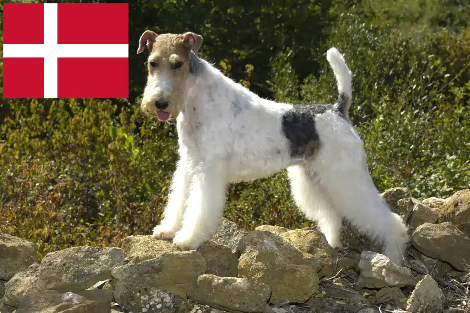 Fox Terrier Szczenięta i hodowca Dania Znajdź hodowców fox terrierów w Dania tutaj.