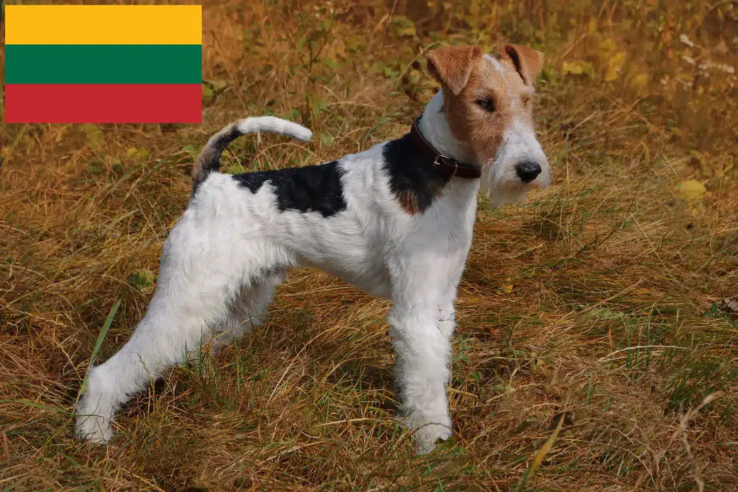 Szczenięta fox terrier i hodowca Litwa Znajdź hodowców fox terrierów w Litwa tutaj.