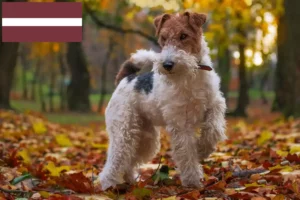 Read more about the article Hodowcy i szczenięta fox terrier w Łotwa