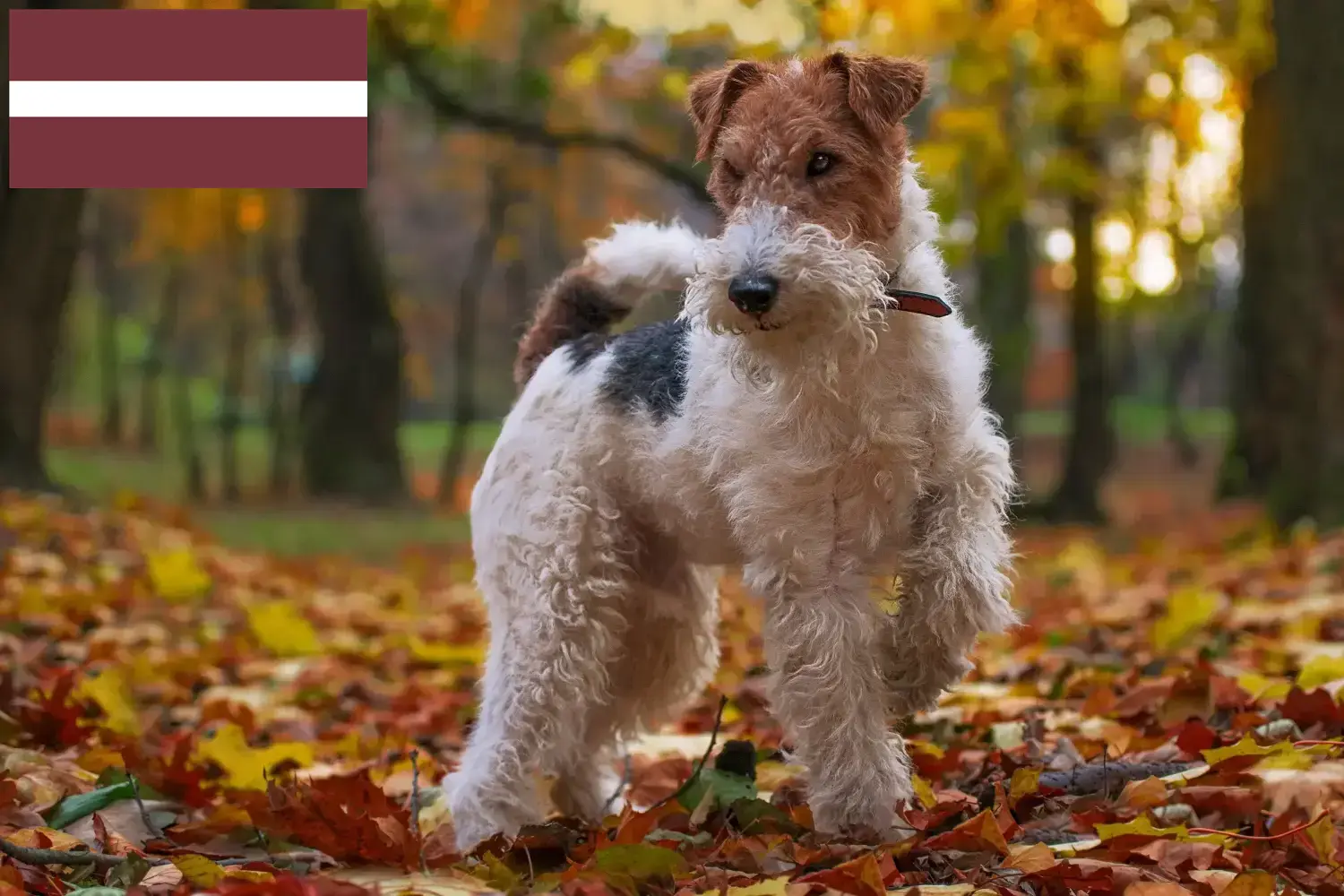 Fox terrier szczenięta i hodowcy Łotwa Znajdź hodowców fox terrierów w Łotwa.
