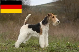 Read more about the article Hodowcy i szczenięta fox terrier w Niemcy
