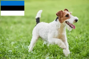 Read more about the article Hodowcy i szczenięta fox terrier w Estonia