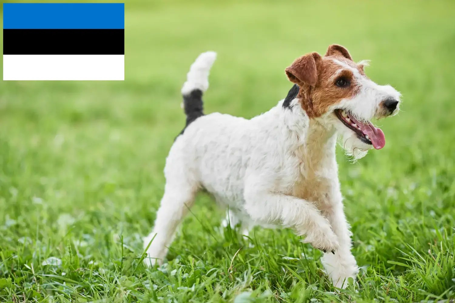 Fox terrier szczenięta i hodowcy Estonia Znajdź hodowców fox terrierów w Estonia.