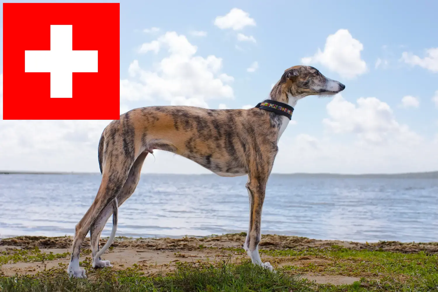 Galgo Espanol szczenięta i hodowcy Szwajcaria Tutaj znajdziesz hodowców Galgo Espanols w Szwajcaria.