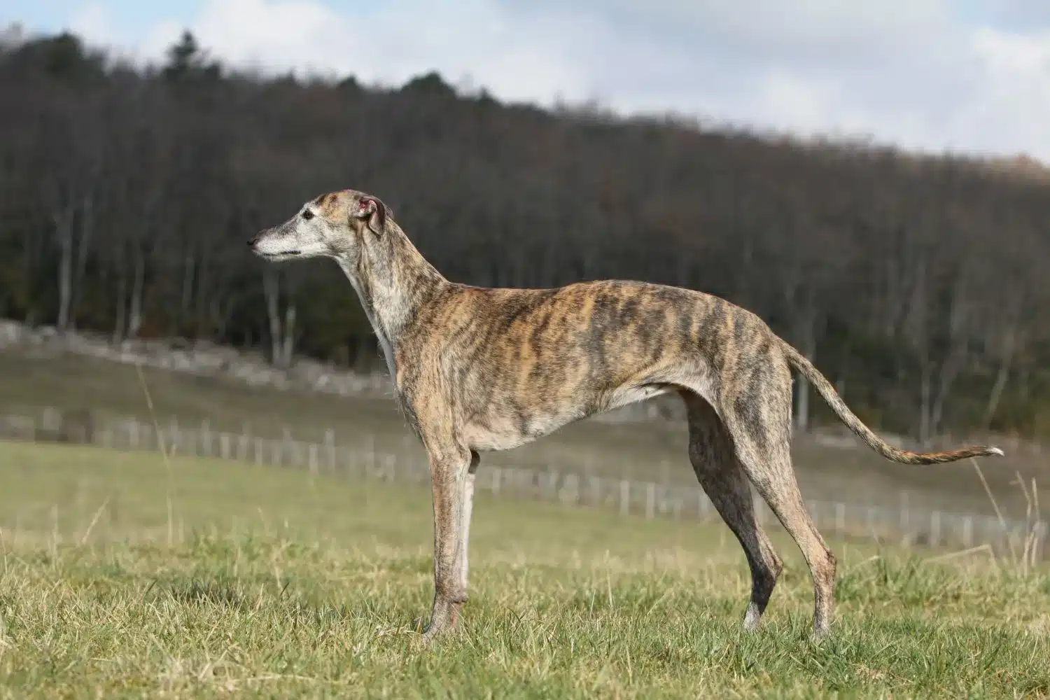 Galgo Espanol szczenięta i hodowcy Tutaj możesz znaleźć hodowców Galgo Espanols near you.