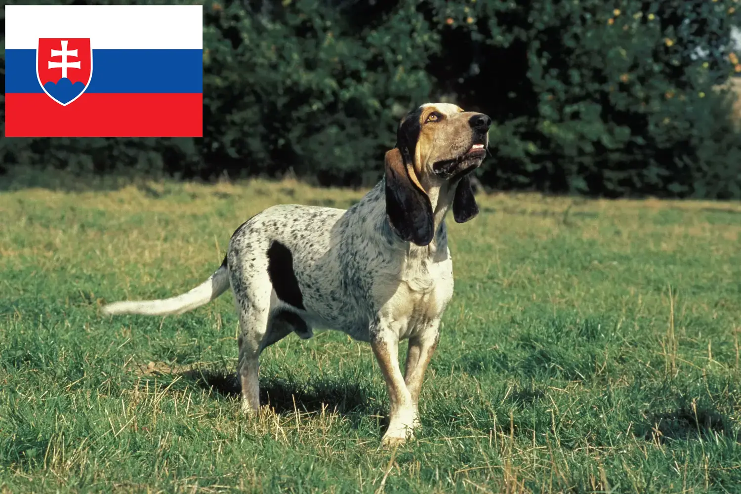 Gascon Saintongeois szczenięta i hodowcy Słowacja Tutaj znajdziesz hodowców rasy Gascon saintongeois w Słowacja.