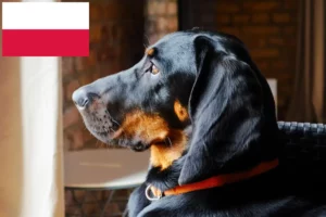 Read more about the article Gończy polski hodowcy i szczenięta w Polska