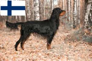 Read more about the article Hodowcy i szczenięta Gordon seter w Finlandia