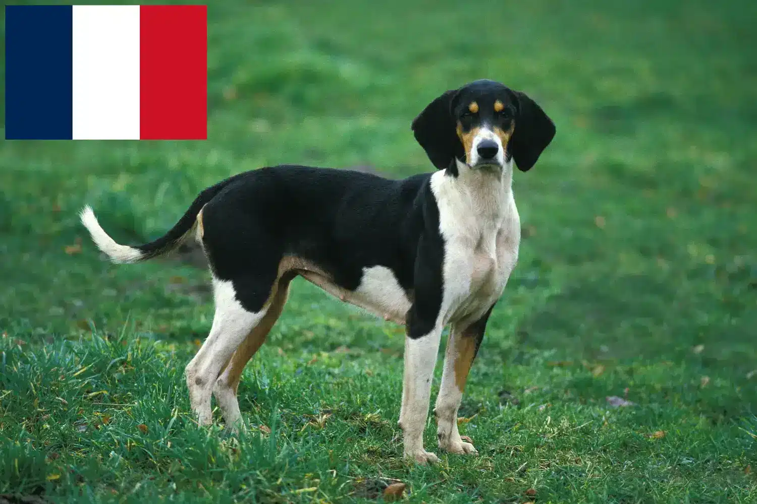 Szczeniaki i hodowcy Grand Anglo-Français Francja Tutaj znajdziesz hodowców rasy Grand Anglo-Français w Francja.