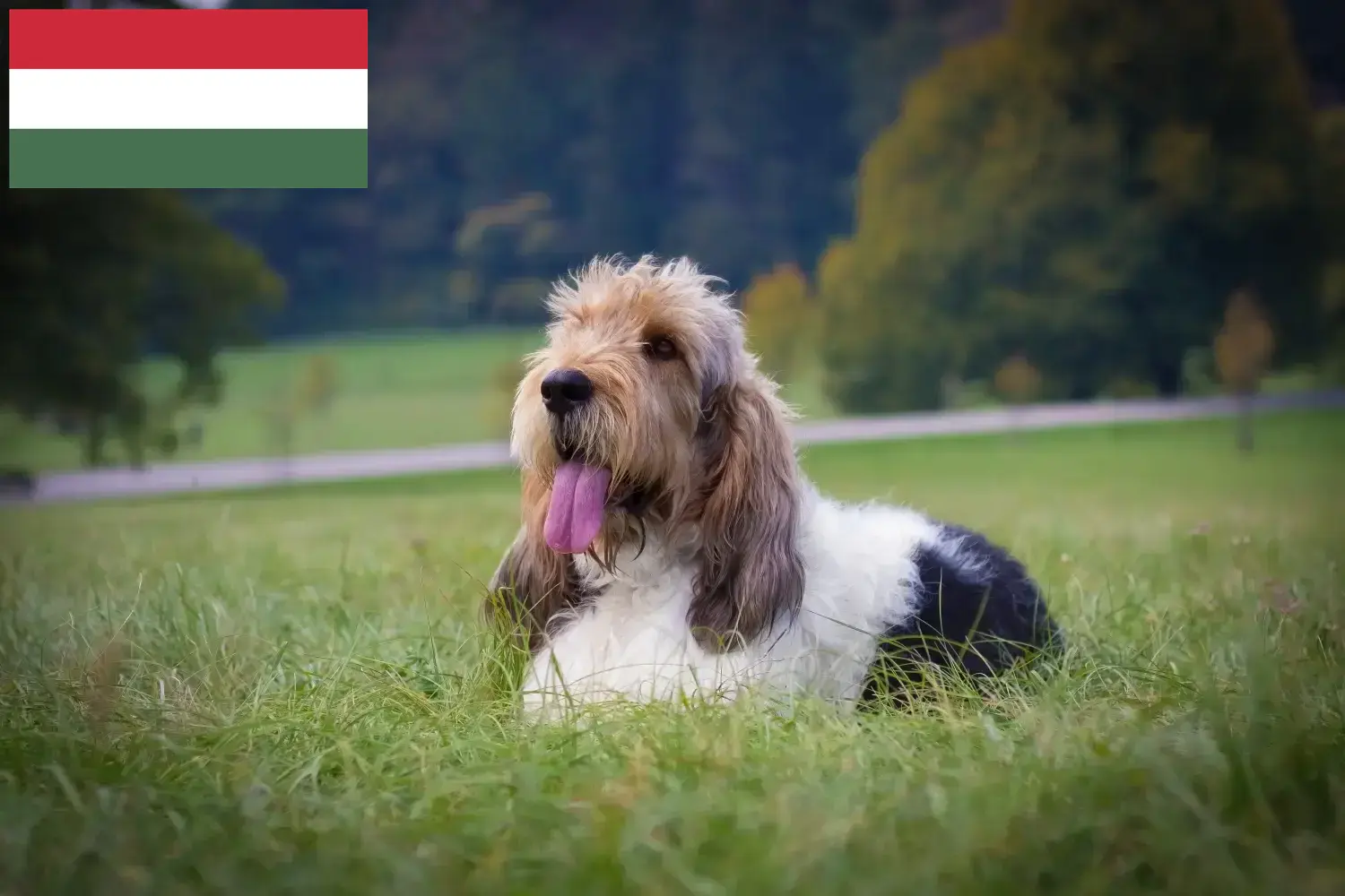 Grand Basset Griffon Vendéen szczenięta i hodowcy Węgry Znajdź hodowców Grand Basset Griffon Vendéens w Węgry.