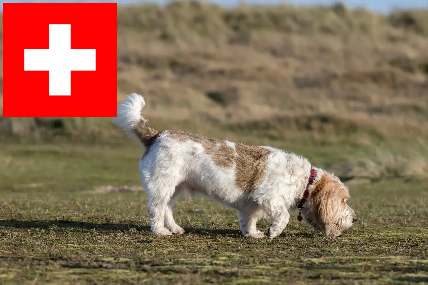 Grand Basset Griffon Vendéen szczenięta i hodowcy Szwajcaria Znajdź hodowców Grand Basset Griffon Vendéens w Szwajcaria.