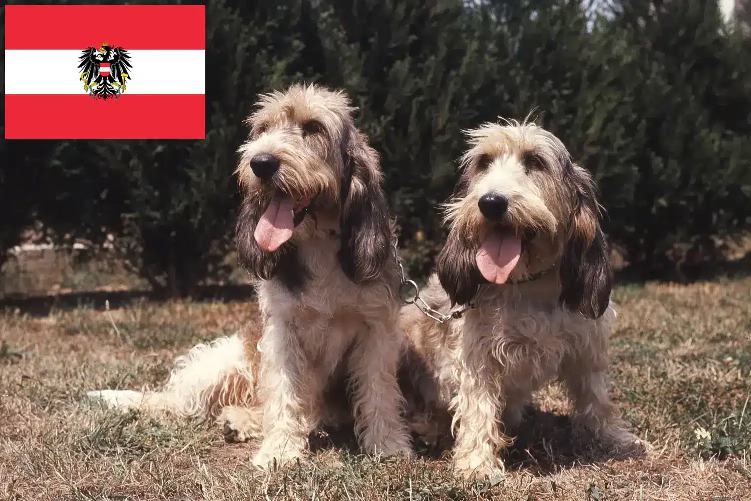 Grand Basset Griffon Vendéen szczenięta i hodowcy Austria Znajdź hodowców Grand Basset Griffon Vendéens w Austria.