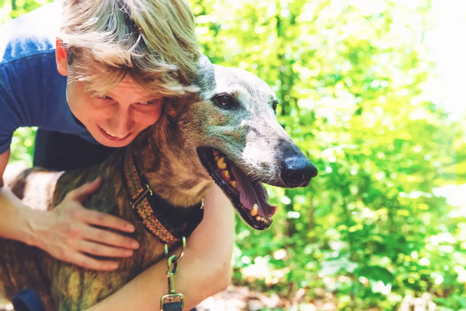Greyhound - Moja miłość do tej rasy psów. Dlaczego kocham Greyhounda