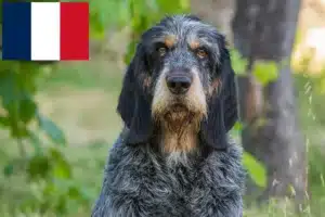 Read more about the article Griffon Bleu de Gascogne hodowcy i szczenięta w Francja
