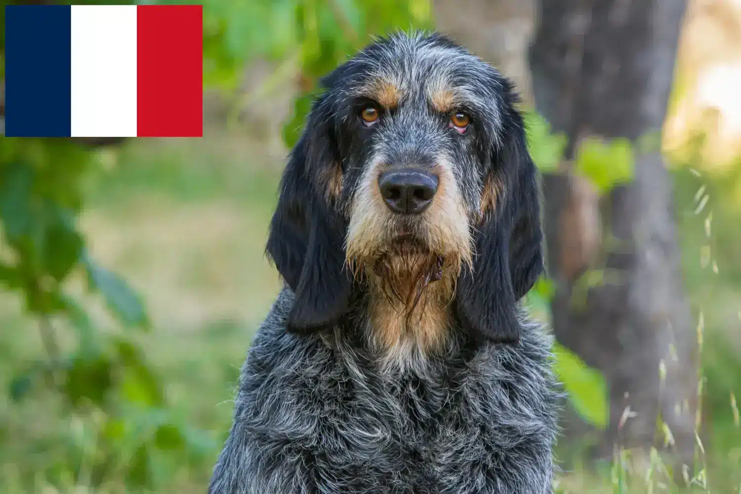 Griffon Bleu de Gascogne szczenięta i hodowcy Francja Znajdź hodowców Griffon Bleu de Gascognes w Francja tutaj.