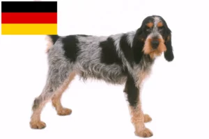 Read more about the article Hodowcy i szczenięta Griffon Bleu de Gascogne w Niemcy