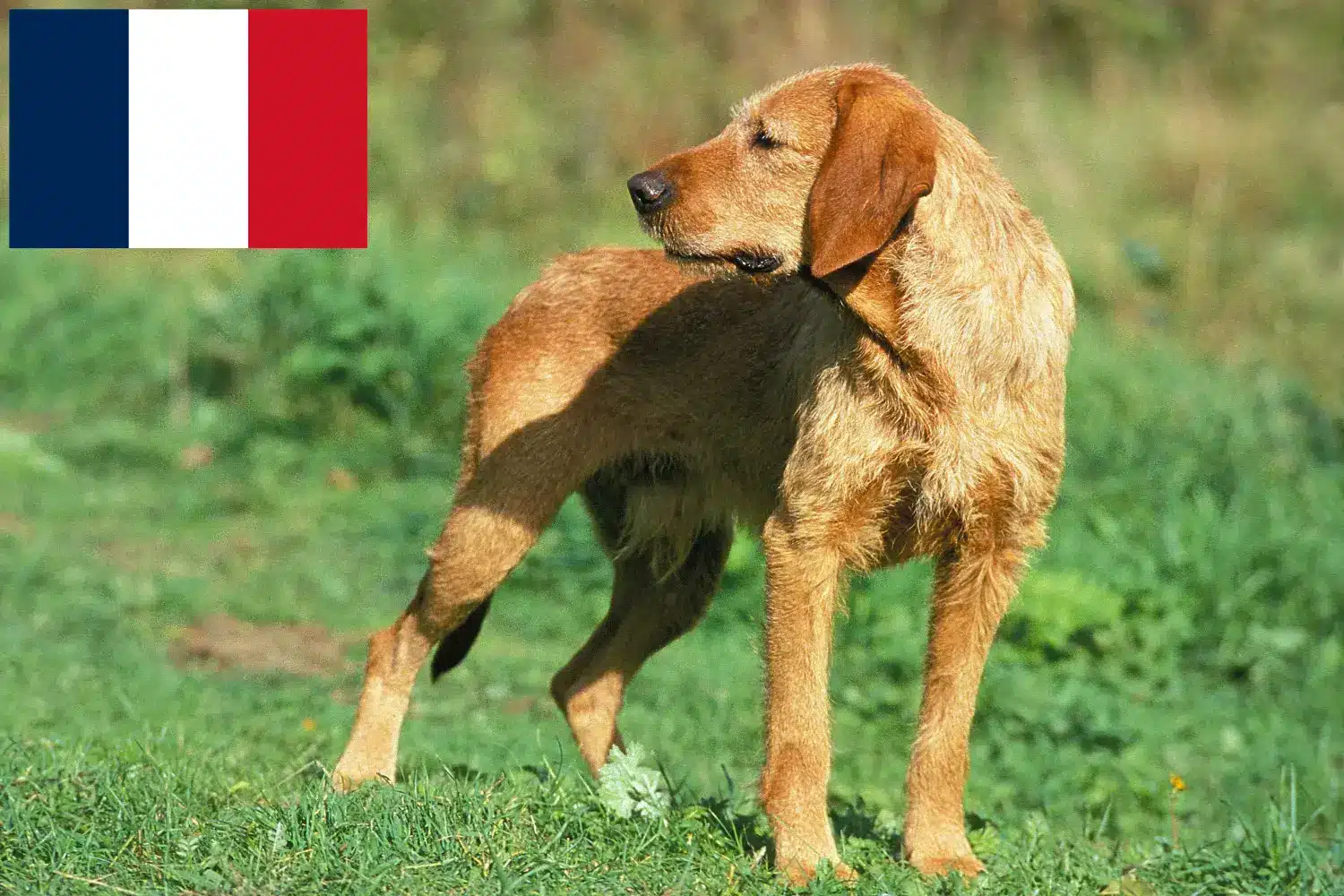 Griffon Fauve de Bretagne szczenięta i hodowcy Francja Znajdź hodowców Griffon fauve de Bretagnes w Francja tutaj.